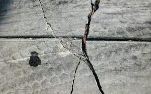 A crack in the concrete with a small bird on it