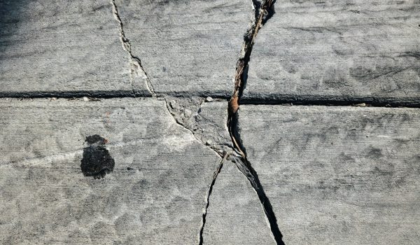 A crack in the concrete with a small bird on it